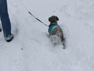 c0153740_5317.jpg