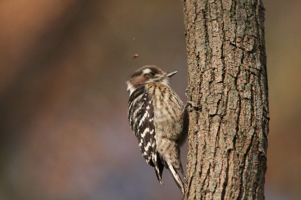 コゲラ 鳥べえ虫べえ 旧 南海沿線のムシと鳥 コゲラ 鳥べえ虫べえ 旧 南海沿線のムシと鳥