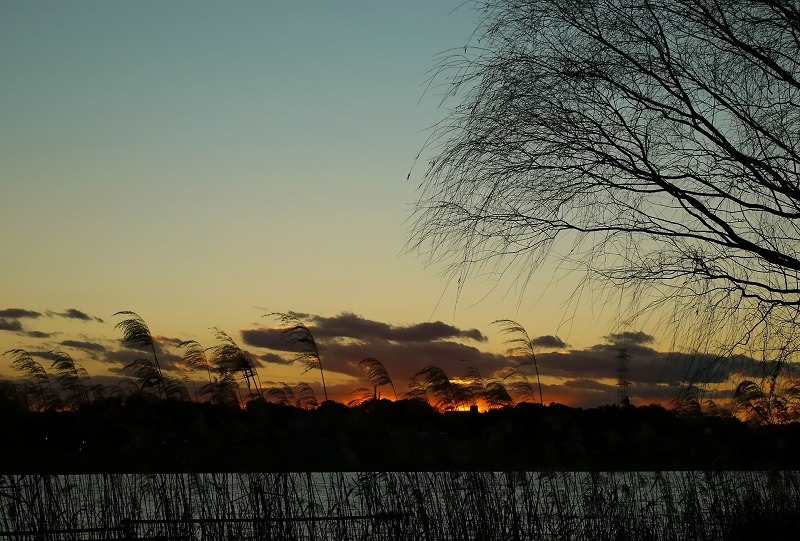 手賀沼夕景　☆_d0146247_1632733.jpg