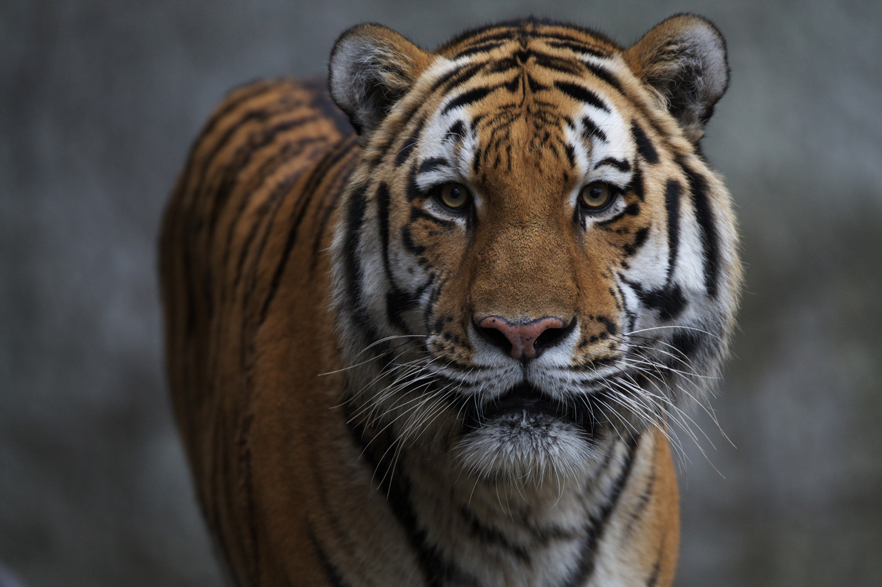 天王寺動物園648_e0060169_6375364.jpg