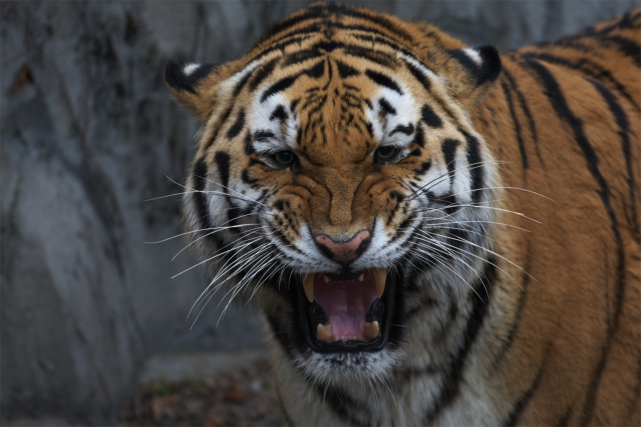 天王寺動物園648_e0060169_638458.jpg