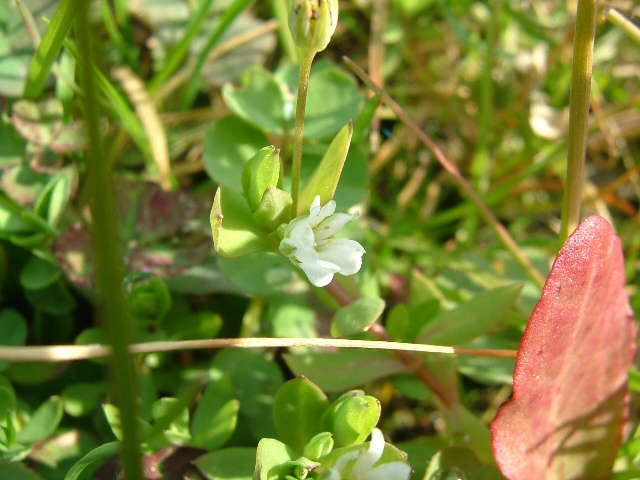 三大野草の花_e0101769_1743026.jpg