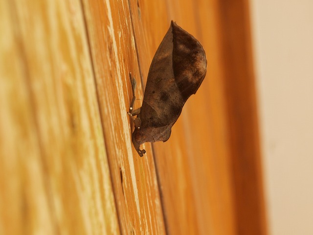 b0135573_15251368.jpg