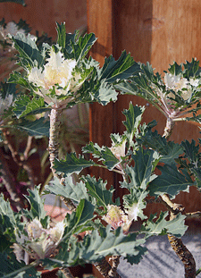 c0167576_7391750.gif