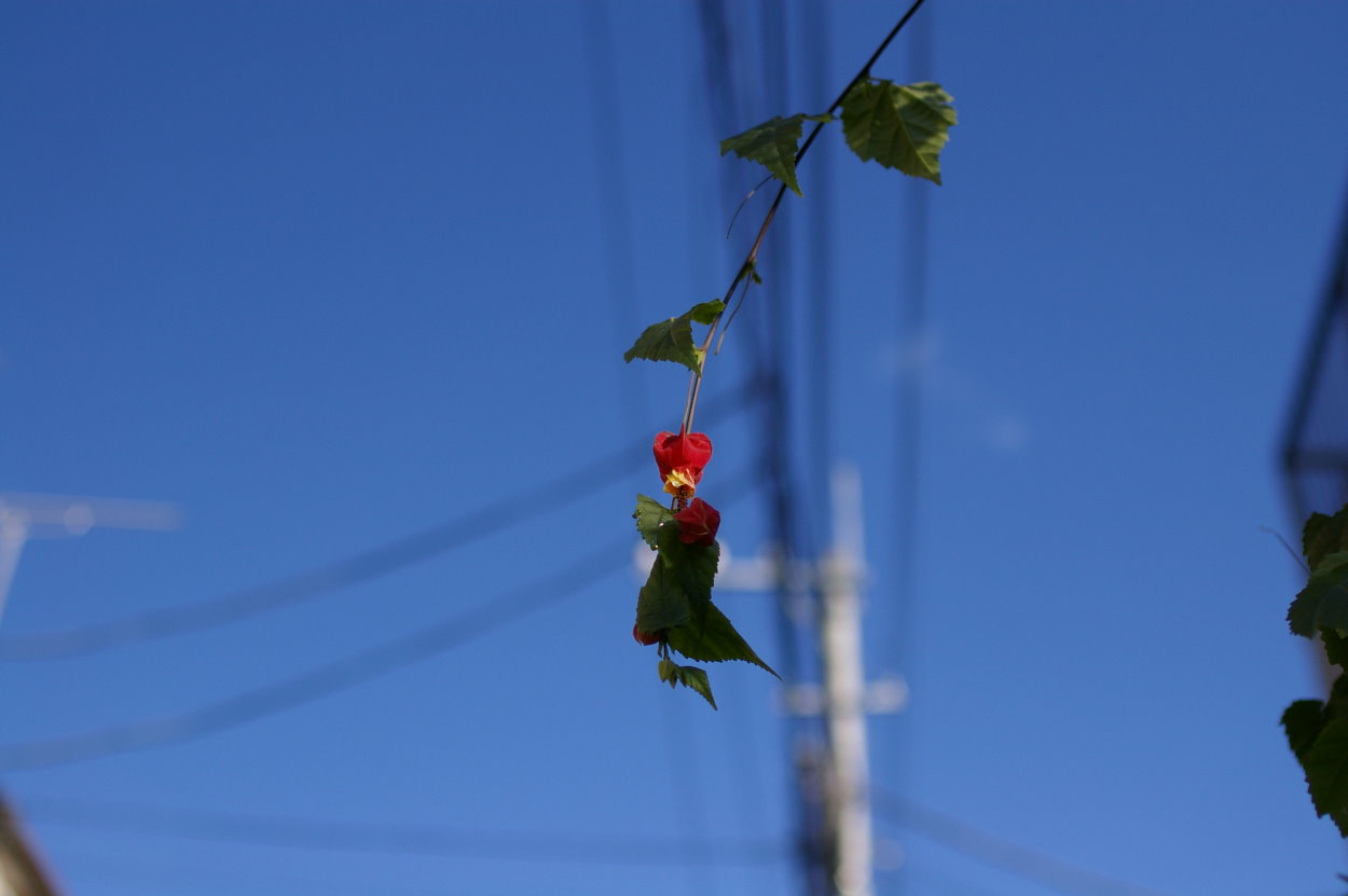 b0120979_2123516.jpg