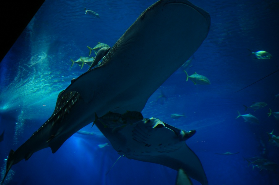 美ら海水族館にて　~沖縄５~_b0160184_2335527.jpg