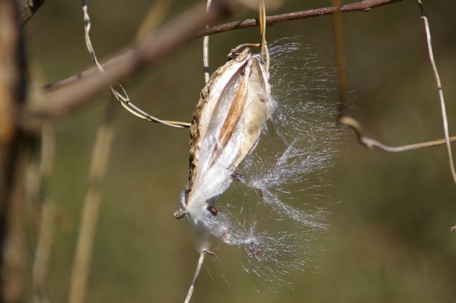 ■　綿毛のある実 (2)　　　09.1.6　　　（ガガイモ、オオカモメヅル、コバノカモメヅル）_e0070891_1874472.jpg