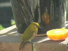 e0160494_1217776.jpg