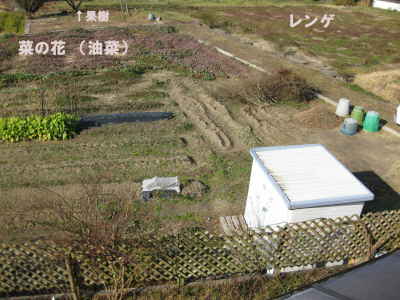 我が家の 菜園 と 予定地_d0122497_1731207.jpg