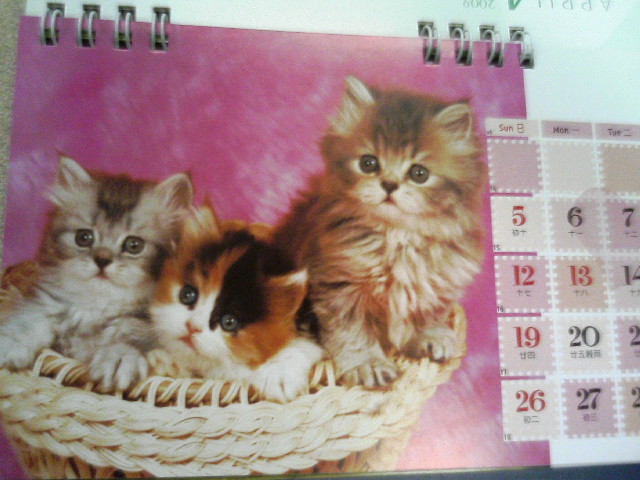 Cat and dog in Year 2009 calendar_e0012800_1222412.jpg