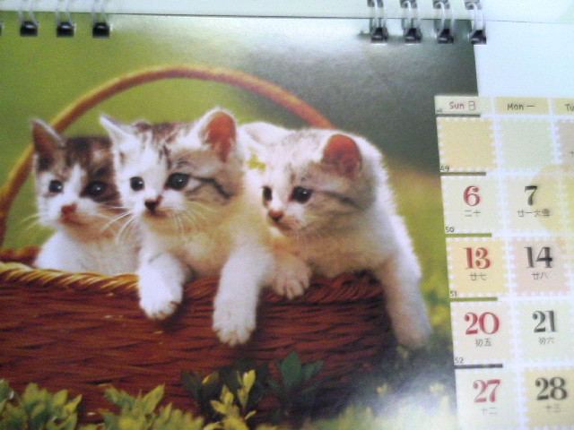 Cat and dog in Year 2009 calendar_e0012800_1235311.jpg