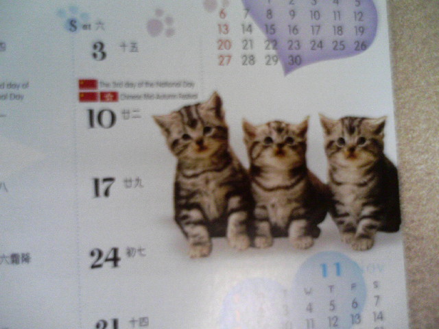 Cat and dog in Year 2009 calendar_e0012800_12479.jpg