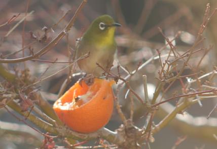 驚かす鳥　ヒヨドリ_c0131907_17581928.jpg