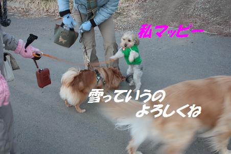 早朝散歩~雪ちゃん_f0114128_1613636.jpg