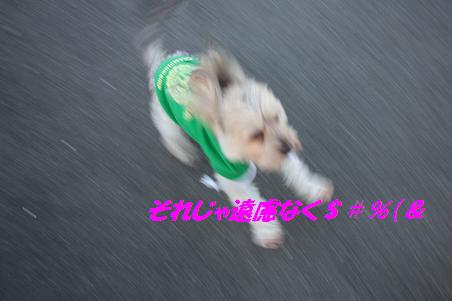 早朝散歩~雪ちゃん_f0114128_16181114.jpg