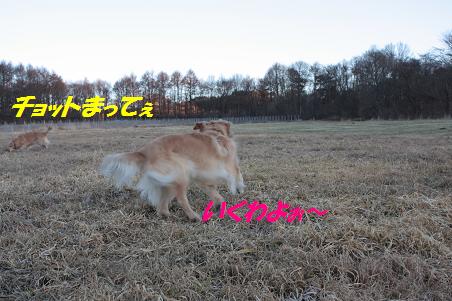 早朝散歩~雪ちゃん_f0114128_16211276.jpg
