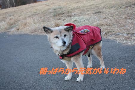 早朝散歩~雪ちゃん_f0114128_16245165.jpg