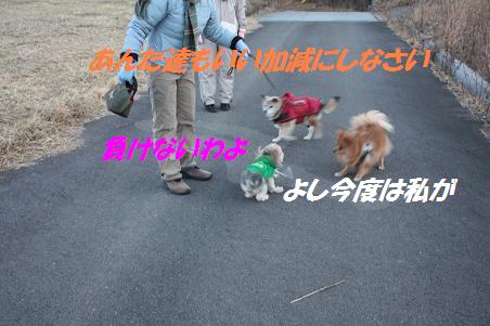 早朝散歩~雪ちゃん_f0114128_16271435.jpg