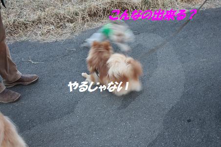 早朝散歩~雪ちゃん_f0114128_16285866.jpg