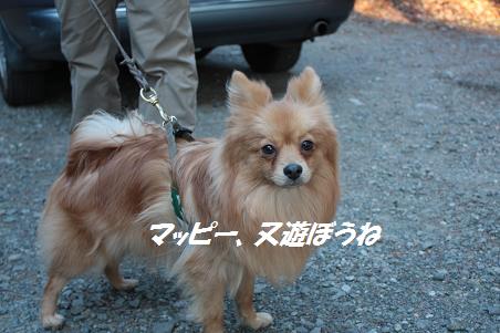 早朝散歩~雪ちゃん_f0114128_16331718.jpg