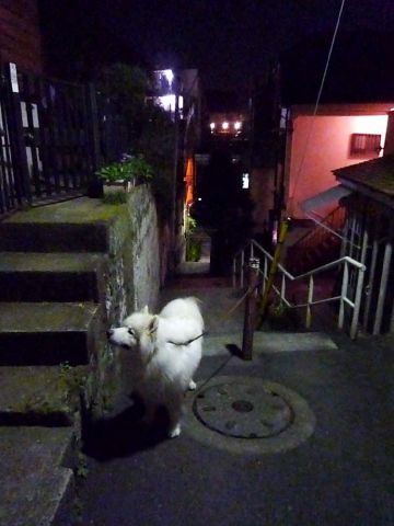 ボツ・クローカ救済コーナー(12月後半)_c0062832_1930123.jpg