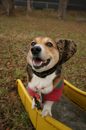 狛犬と　並んで役は　阿か吽か_b0031538_23531233.jpg