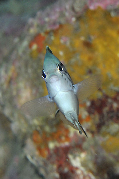 2009/01/07 Wed._e0158261_17285314.jpg