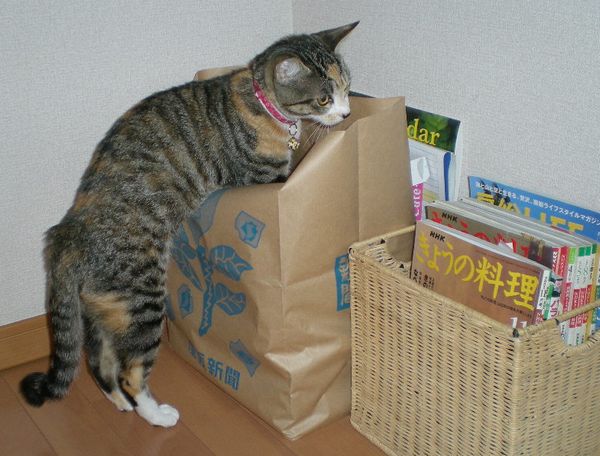 2009年1月7日(水)春の七草変化!_f0060461_15191690.jpg