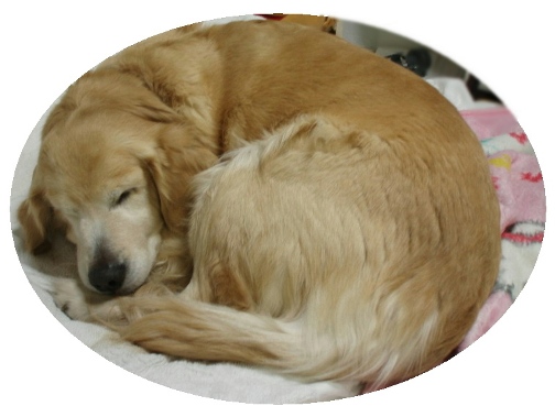 犬も寒いと丸くなるワン 夕焼けわんわん 犬も寒いと丸くなるワン 夕焼けわんわん