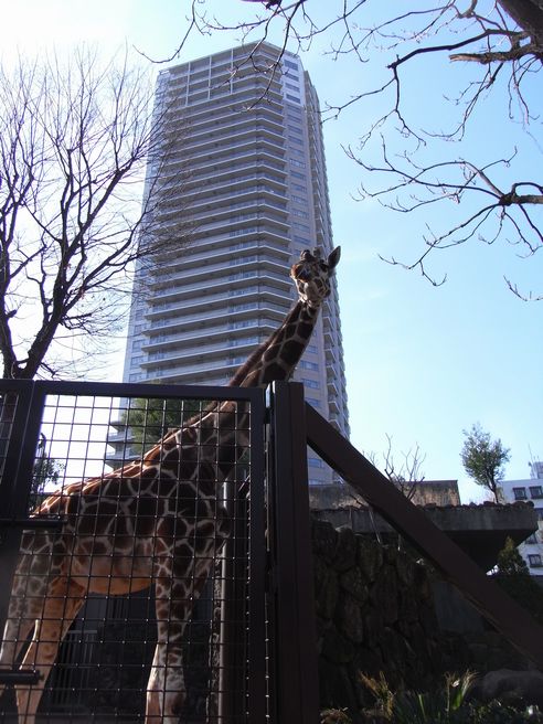 元祖！上野動物園_c0039114_23571065.jpg