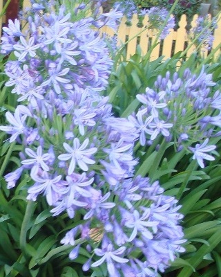 Agapanthus_f0155522_7312890.jpg