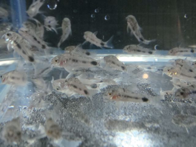 熱帯魚・水草・金魚_f0189122_11225887.jpg