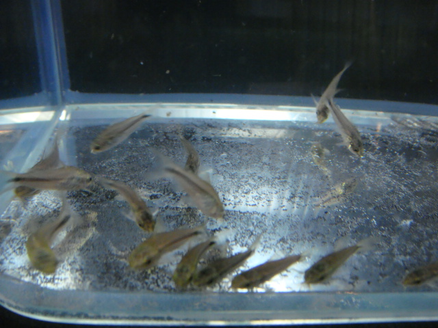 熱帯魚・水草・金魚_f0189122_11243773.jpg