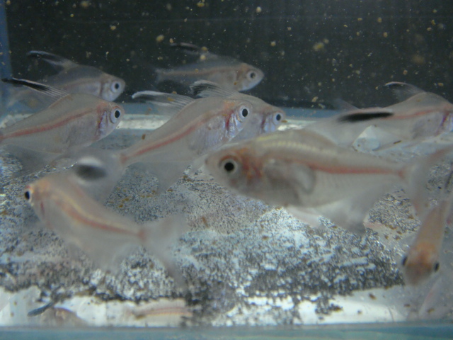 熱帯魚・水草・金魚_f0189122_11255913.jpg