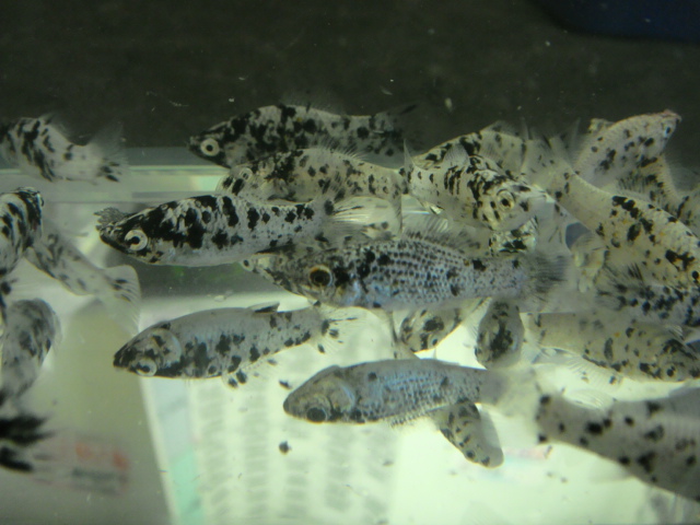 熱帯魚・水草・金魚_f0189122_1128064.jpg