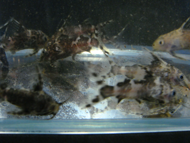 熱帯魚・水草・金魚_f0189122_11285522.jpg