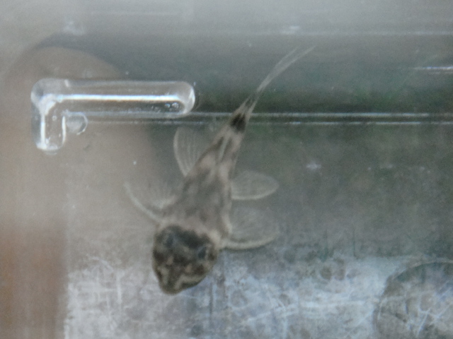 熱帯魚・水草・金魚_f0189122_11315542.jpg