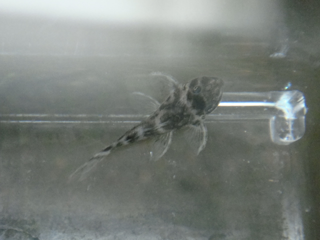 熱帯魚・水草・金魚_f0189122_1132680.jpg