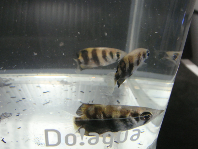 熱帯魚・水草・金魚_f0189122_11342460.jpg