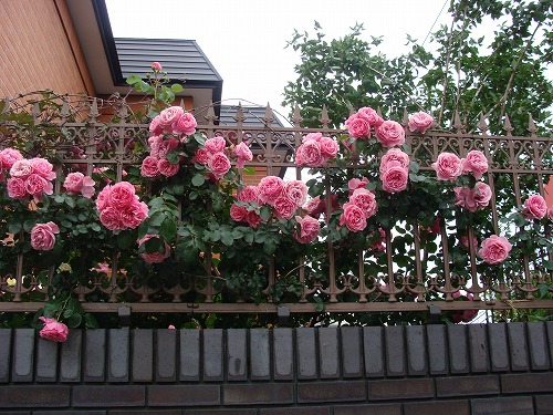 f0170524_125574.jpg