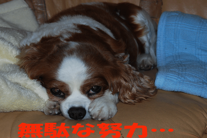 c0136838_21534916.gif