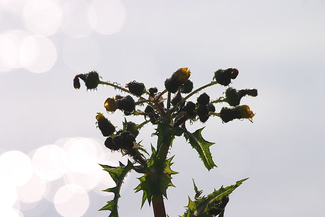 c0067040_21565891.jpg