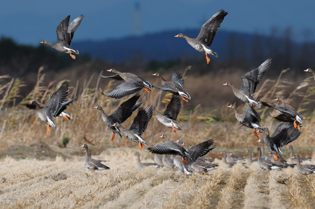 マガンの飛び立ち 鳥 撮り トリミング マガンの飛び立ち 鳥 撮り トリミング