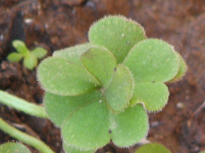 d0050472_12565162.gif