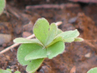 d0050472_12571160.gif