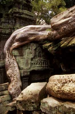 Ta Prohm　―タ・プローム　(カンボジア)_f0184282_2157352.jpg