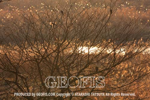 入間川・朝霧湧く・初雁橋周辺_b0007284_21181745.jpg
