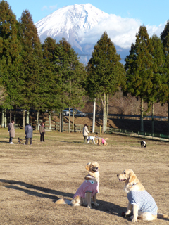 朝霧Field Dogs GardenへGO！！！_b0138889_15452318.jpg
