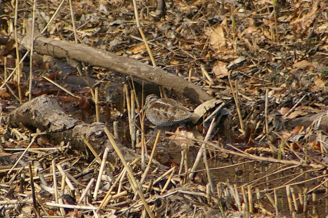 ■　人馴れした鳥たち　　　09.1.8　　　（アオジ、ヒヨドリ、アオシギ）_e0070891_18192288.jpg