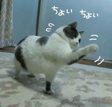 デブ猫ちいこのひとりずもう_d0071596_2004928.jpg